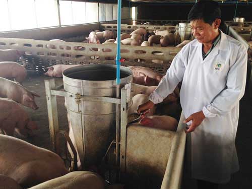 เกษตรพันธสัญญา : ตามดู ประชุมฟาร์ม หมูปลอดสาร ในฟาร์มรักษ์สิ่งแวดล้อมแปดริ้ว 