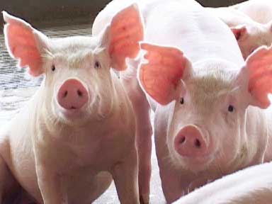 Hygienic Pork for Consumers’ Confidence and Traceability