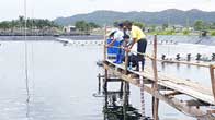 Shrimp farmers in Trang province applies CPF’s “3 Clean” principles for sustainable success
