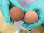 ซีพีเอฟ หนุนแผน PS Support ของกรมปศุสัตว์ เร่งส่งออกไข่สร้างเสถียรภาพราคาช่วยเกษตรกรรายย่อย 